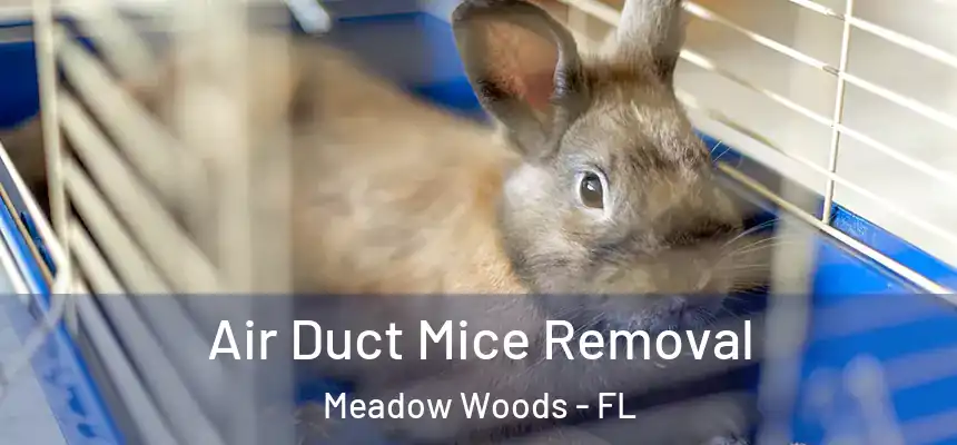 Air Duct Mice Removal Meadow Woods - FL