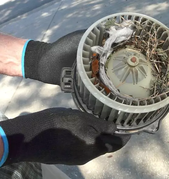 About Air Duct Mice Removal in Meadow Woods, FL